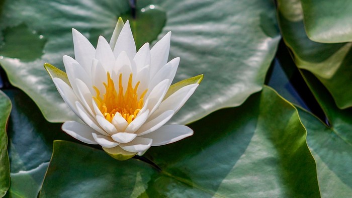 En hvid vandlilje med gule midterste blomsterblade og store, grønne blade.