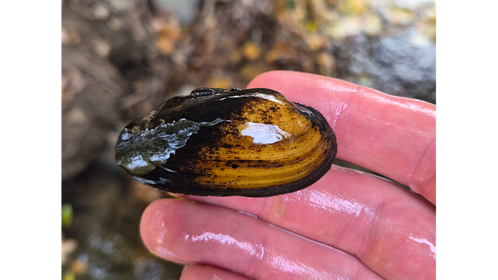 Jemand hält auf den Fingern seiner rechten Hand eine Muschel