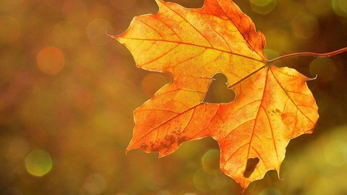 Ein leuchtend orangefarbener Blatt im Herbst mit Herzform in der Mitte