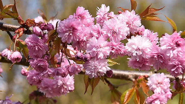 Et nærbillede af blomsterne på et japansk kirsebærtræ