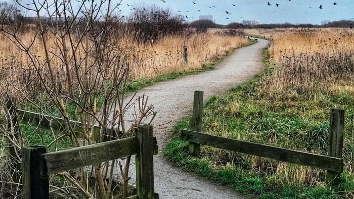 En sti gennem en naturpark med en trægårdspæle og en flok fjer.