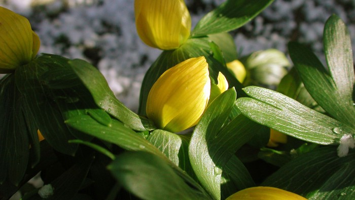 Gulde blomsterknopper og grønne blade med dæmning.