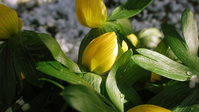 Gulde blomsterknopper og grønne blade med dæmning.
