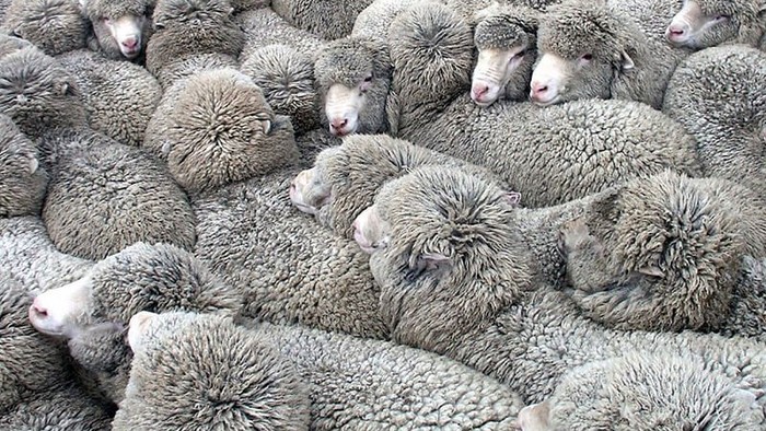 Eine dichte Schafherde mit dickem, krausem Fell drängte sich eng zusammen.