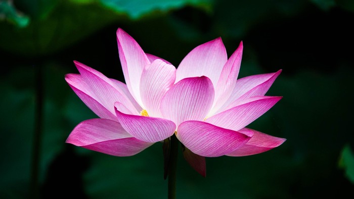Lotusblomst