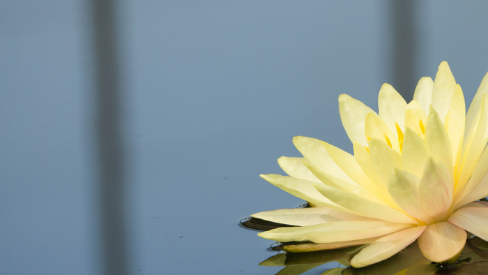 En delikat gul vandlilje blomstrer roligt på stille, spejlende vand.