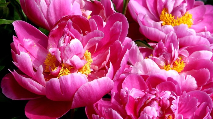 Leuchtend rosa Pfingstrosen mit gelben Zentren