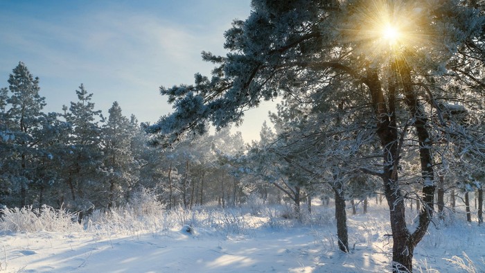 En fredfyldt vinterskovsti dækket af sne med solen, der skinner klart gennem grantræerne.