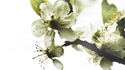 Blomstergren med bløde, hvide blomster og grønne blade