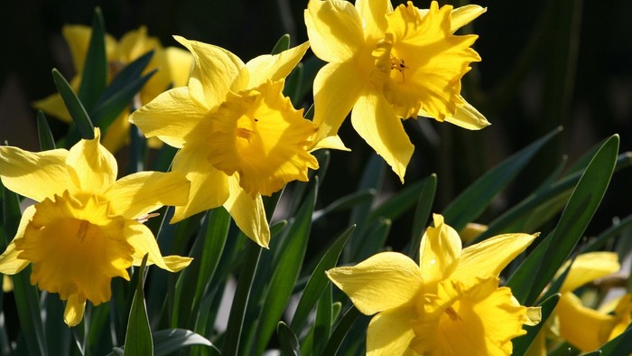 Gule påskeliljer
