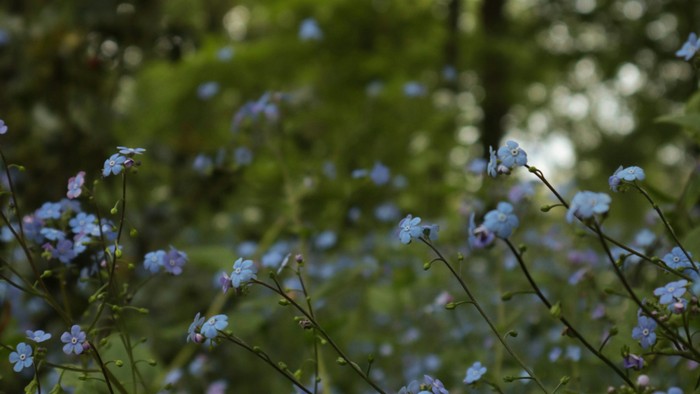 Blau blühende Pflanzen im grünen Wald