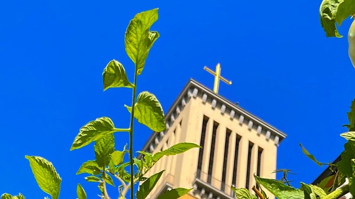 Gelber Kirchturm gegen blauen Himmel und grünes Hochbeet im Vordergrund
