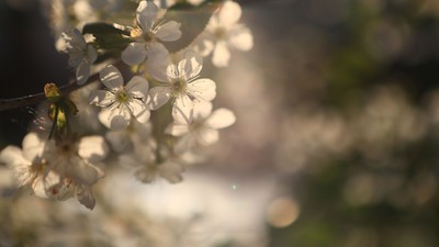Zarte weiße Blüten, umspielt von sanftem Sonnenlicht vor einem verschwommenen grünen Hintergrund.