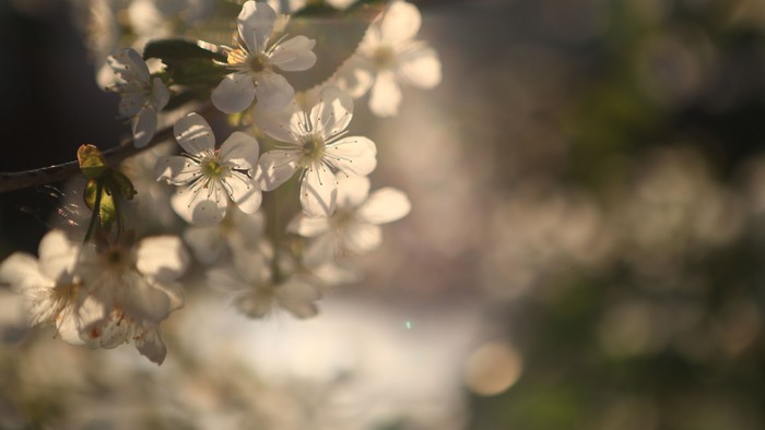 Zarte weiße Blüten, umspielt von sanftem Sonnenlicht vor einem verschwommenen grünen Hintergrund.