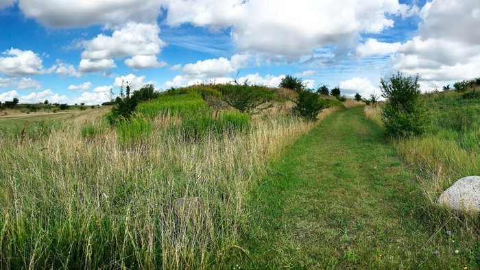 En grøn og åben naturlandskab med høje græsser og en klædt vej under et blødt, blåt himmeltegnede.