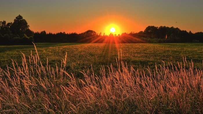 Ein Sonnenuntergang über einem Feld mit hohem Gras und Bäumen im Hintergrund