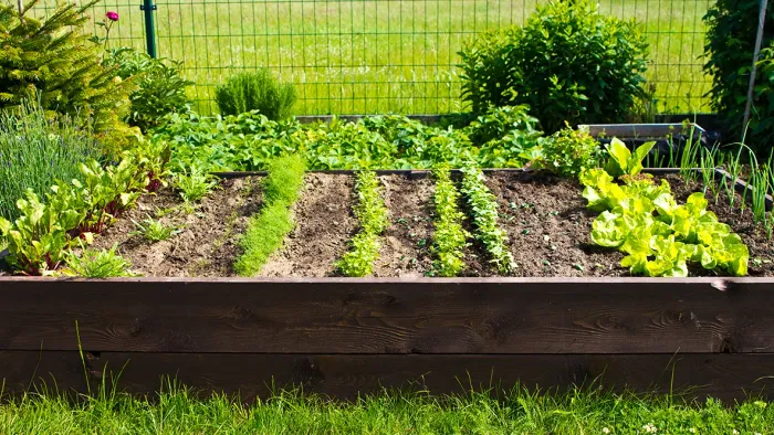 Køkkenhave i en stor kasse