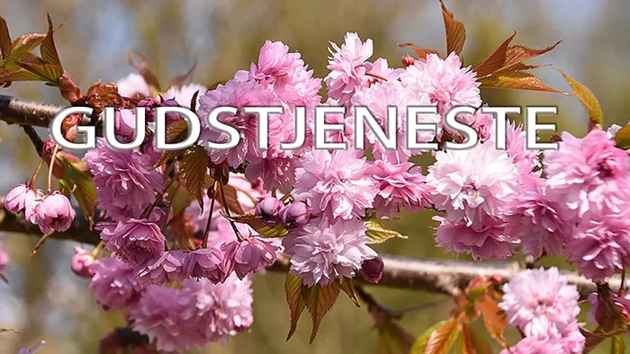 Japansk kirsebærtræ med gren og lyserøde blomster