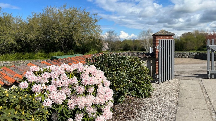 Blomstrende rhododendron