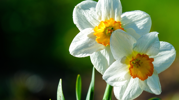 To sarte, hvide påskeliljer med livlige gule og orange centre blomstrer klart mod en grøn baggrund.