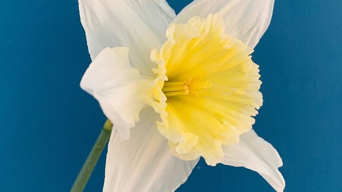 En enkelt hvid påskelilje med et klart gult centrum sat op mod en blå baggrund.
