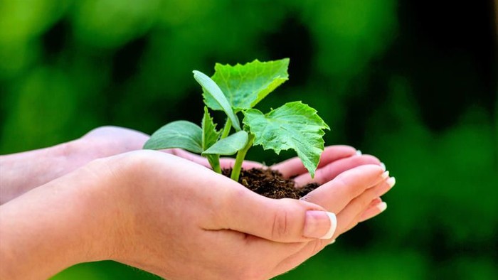 Eine Hand hält eine kleine Pflanze mit grünen Blättern.