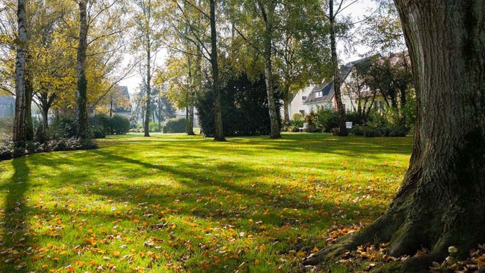 Ein großer Baum steht in einem grünen Park mit gefallenen Blättern.