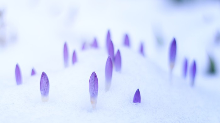 Små violette blomsterknopper gennem snøen