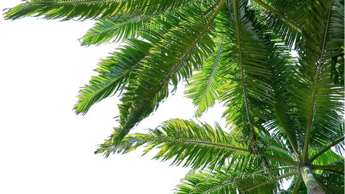 En stor palmegren med mange smalle, grønne blade.