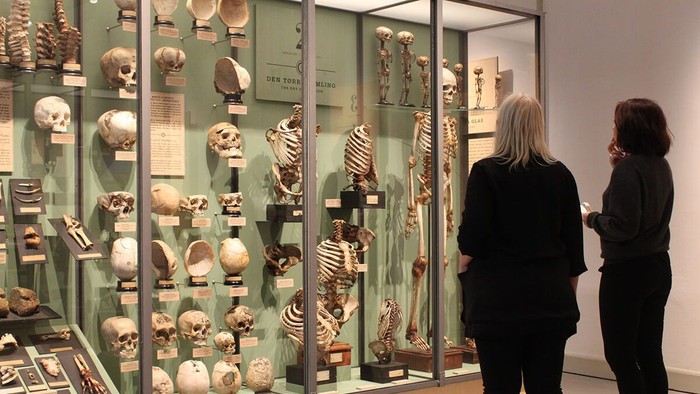 To personer observerer en omfattende udstilling af dyreskeletter og kranier på et museum.