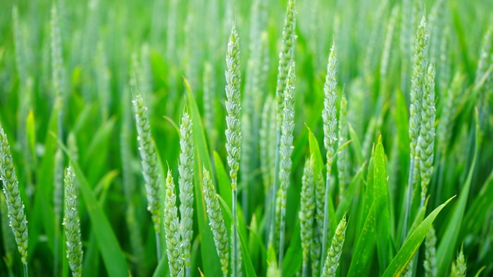 Weizenfeld mit grünen Halmen