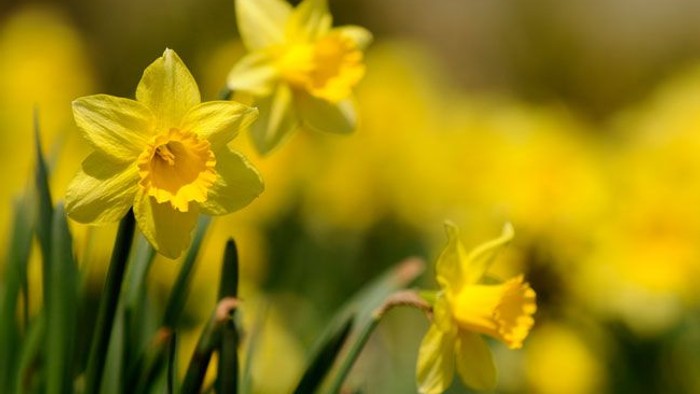Guldaar med bløde blomster i grønne græsser