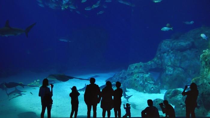 En gruppe observerer havliv i et stort akvarium fyldt med hajer og farverige fisk.