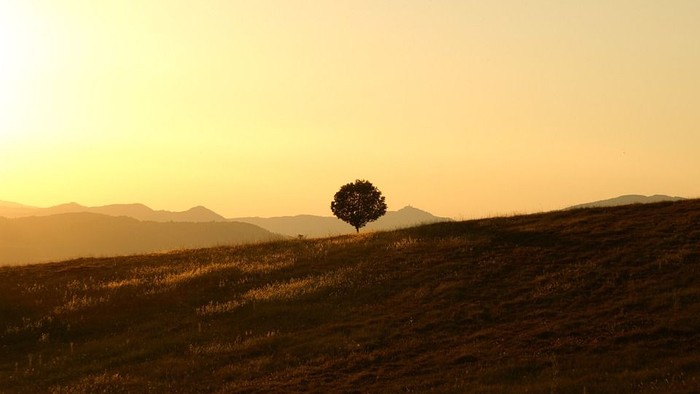 Einsam stehender Baum auf einem Hügel bei Sonnenuntergang