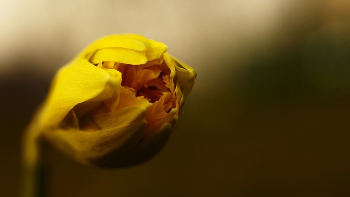 Et visnet gult blomst med mørk og utydelig baggrund