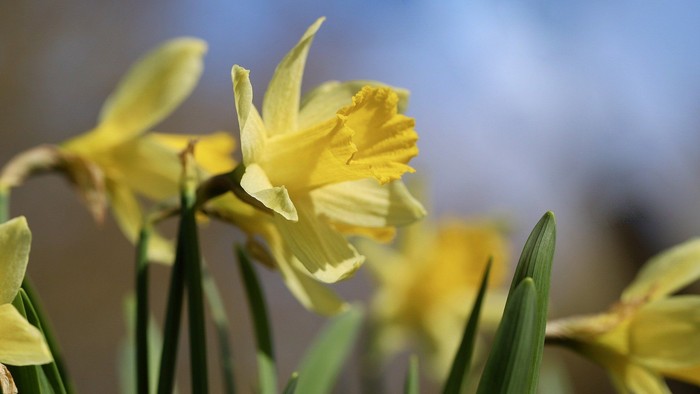 Guldaar med grønne blade foran bløt blå bakgrunn