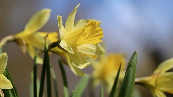 Guldaar med grønne blade foran bløt blå bakgrunn