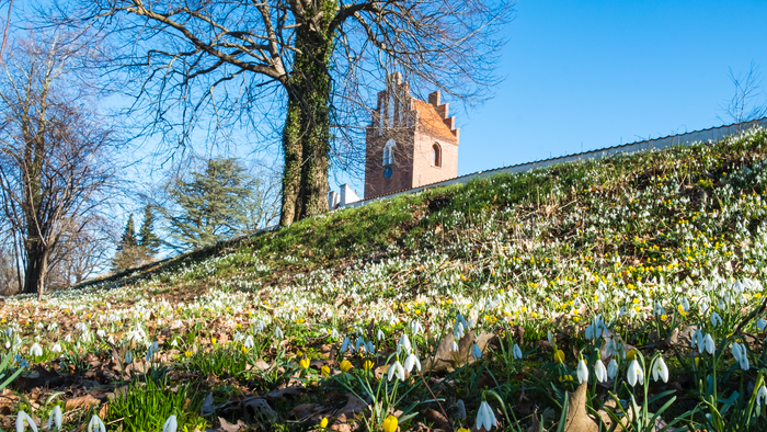 En kirketårn på en bakke med vintergækker og træer