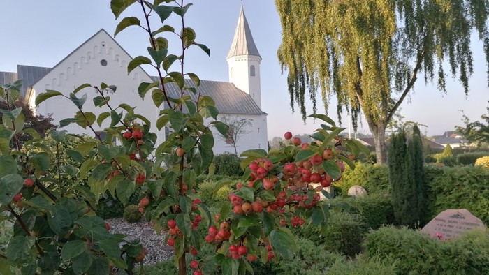 En kirke med tårn og en træ med røde bær i forgrunden