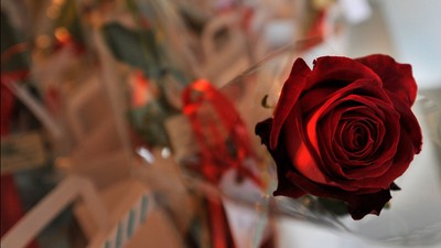 Et nærbillede af en dyb rød rose omgivet af festlige, indpakkede gaver og grønt.