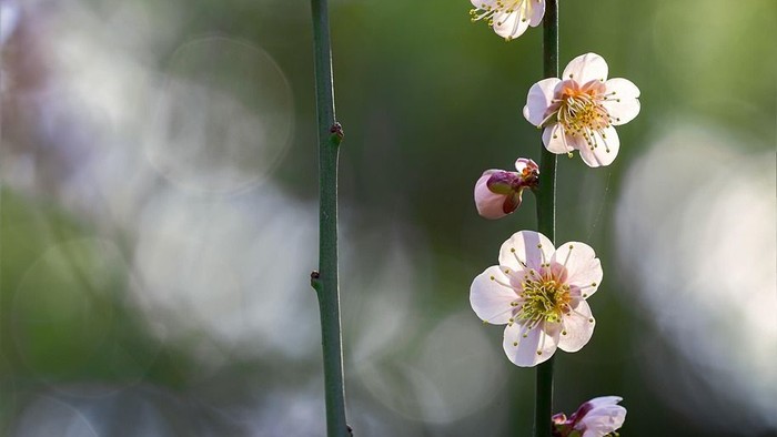 Sarte lyserøde blomster med gule centre blomstrer på slanke grønne stilke mod en udflydende baggrund.