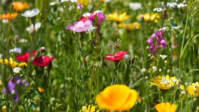 En blomstereng med mange farverige blomster.