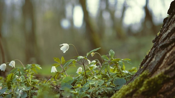 En skog med hvide blomster og mose på træstammer.