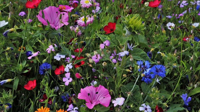 En farverig blomstereng med røde, rosa, blå og gule blomster.