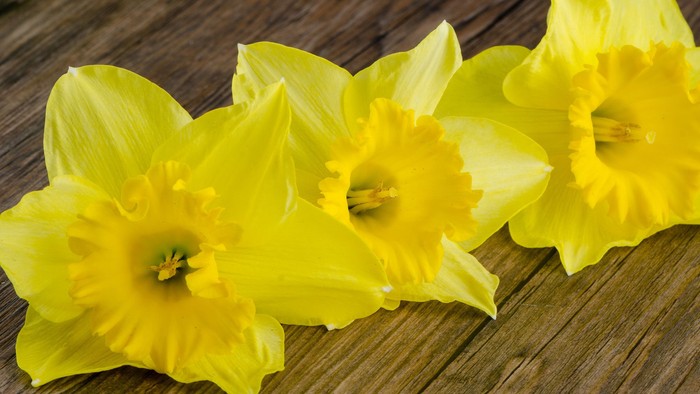 Tre billeder af gule narcisser på træ.