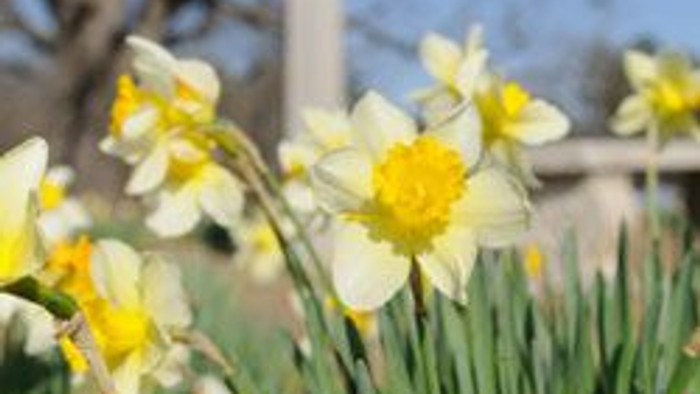 En hvid kors med gule og hvide narciser foran