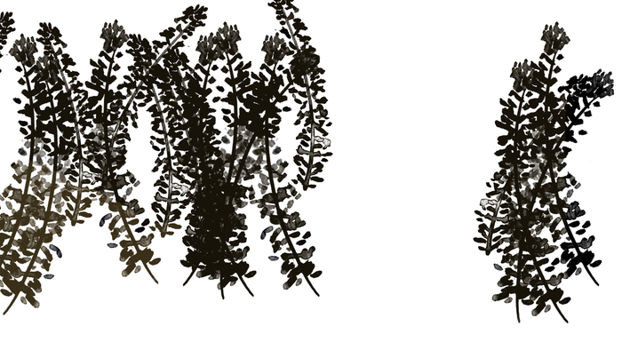 To skygger af grønne planter på hvid baggrund