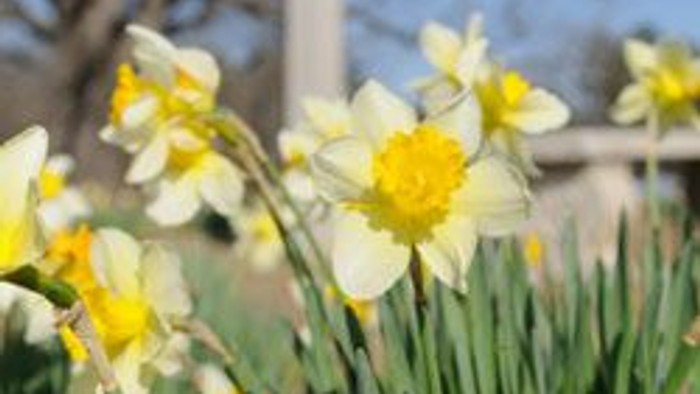 En hvid kors med gule og hvide narciser foran