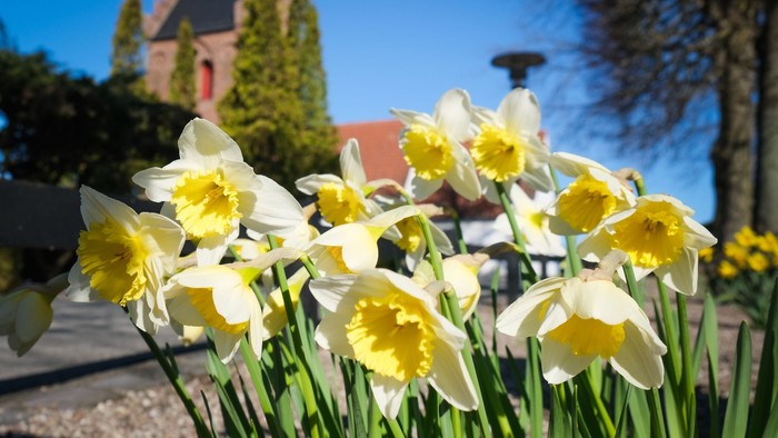 Lysende klase af gul- og hvide påskeliljer, der blomstrer i et solrigt udendørs miljø med grønne omgivelser og bygninger i baggrunden.
