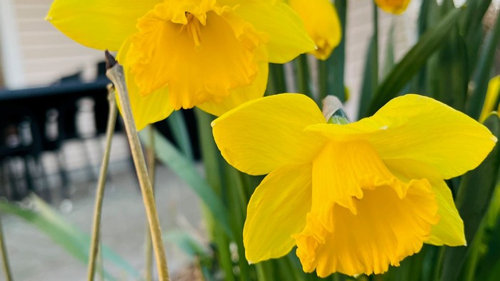 Lyse gule påskeliljer i blomst med grønt løv, placeret indendørs nær et vindue.